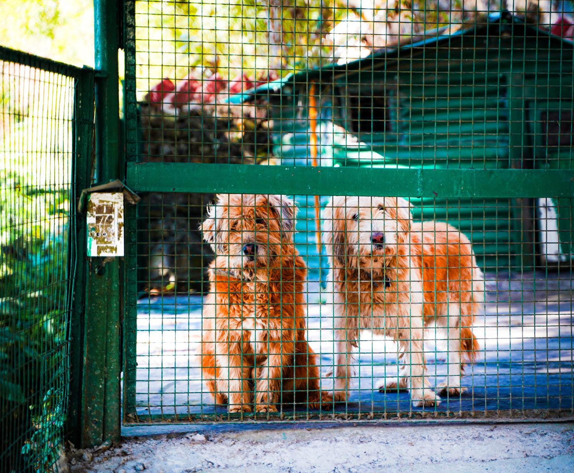 La Villa Bethany Mussoorie Εξωτερικό φωτογραφία
